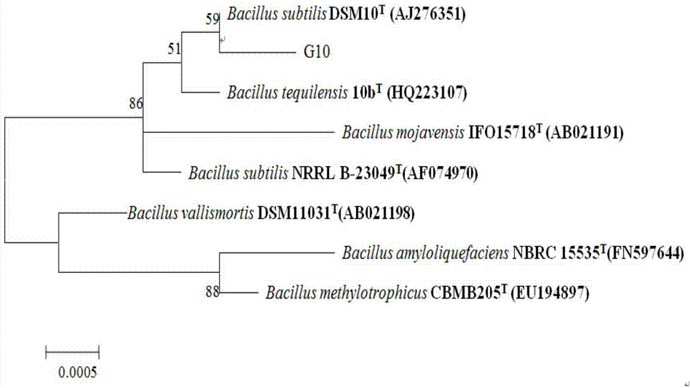 Functional vegetable seedling biological matrix containing bacillus subtilis G10 and preparation method thereof