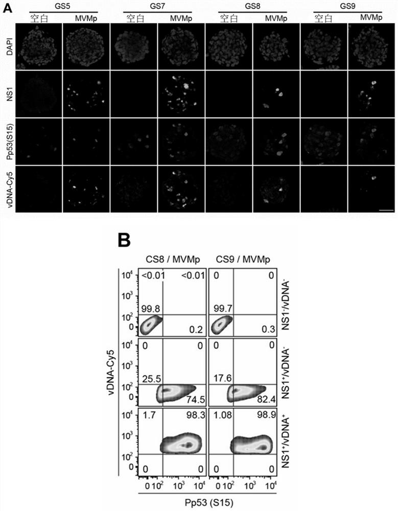 Treatment of cancer harboring mutations in the tp53 gene and/or post-translational modifications in the p53 protein with parvoviruses