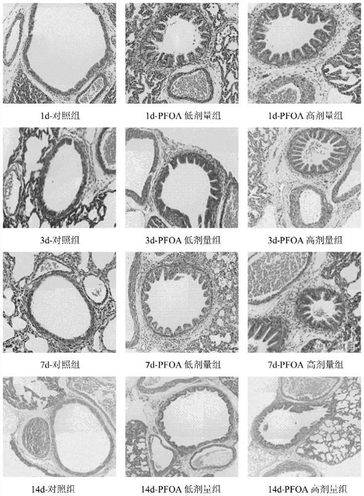 A method for establishing an animal model of bronchopulmonary dysplasia with perfluorooctanoic acid