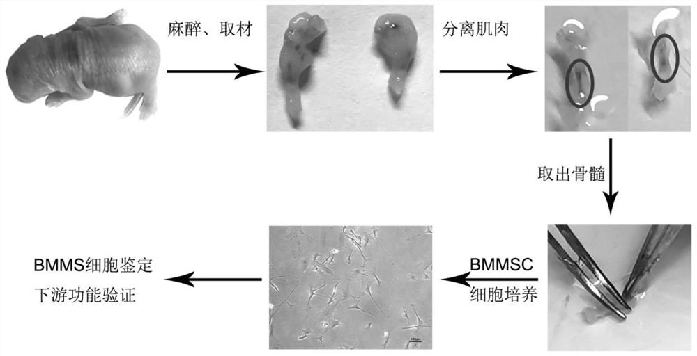 Establishment method and application of SMA model mouse bone marrow mesenchymal stem cells