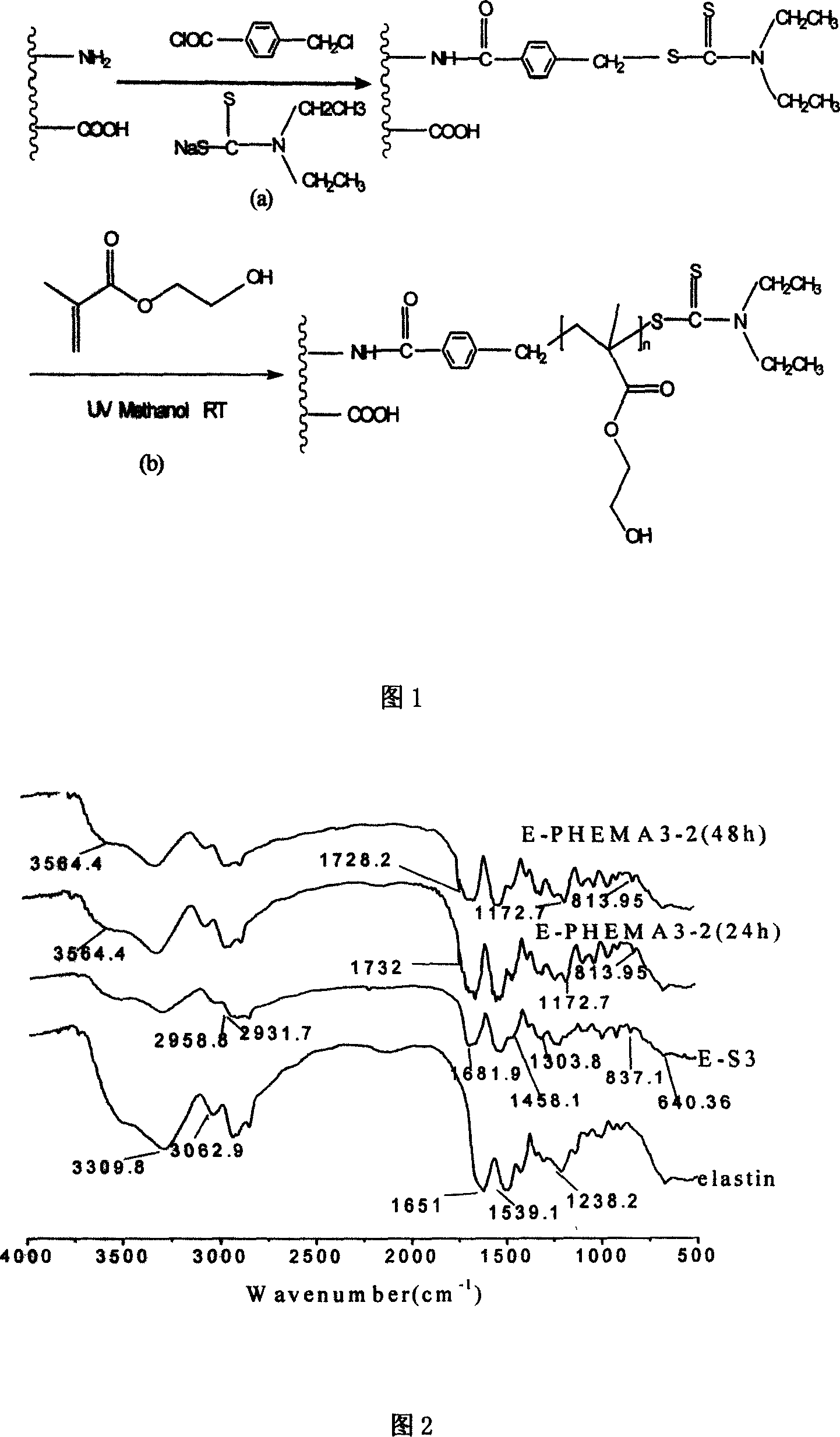 Method of modifying elastin by initiation transition termination agent