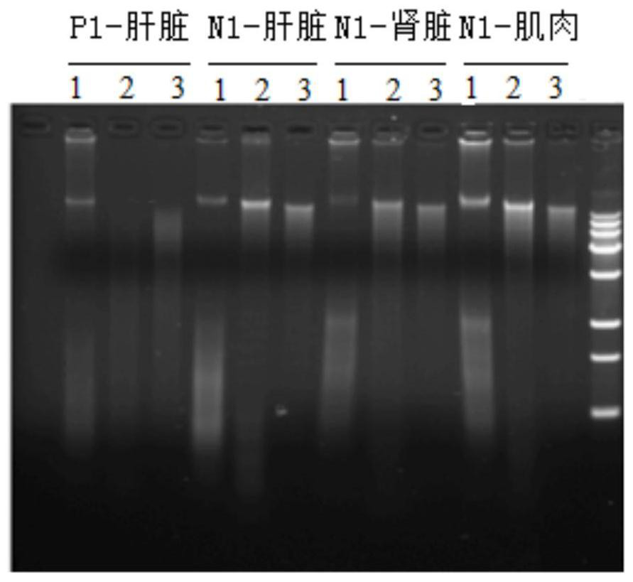 Chromosome configuration capture library and its construction method