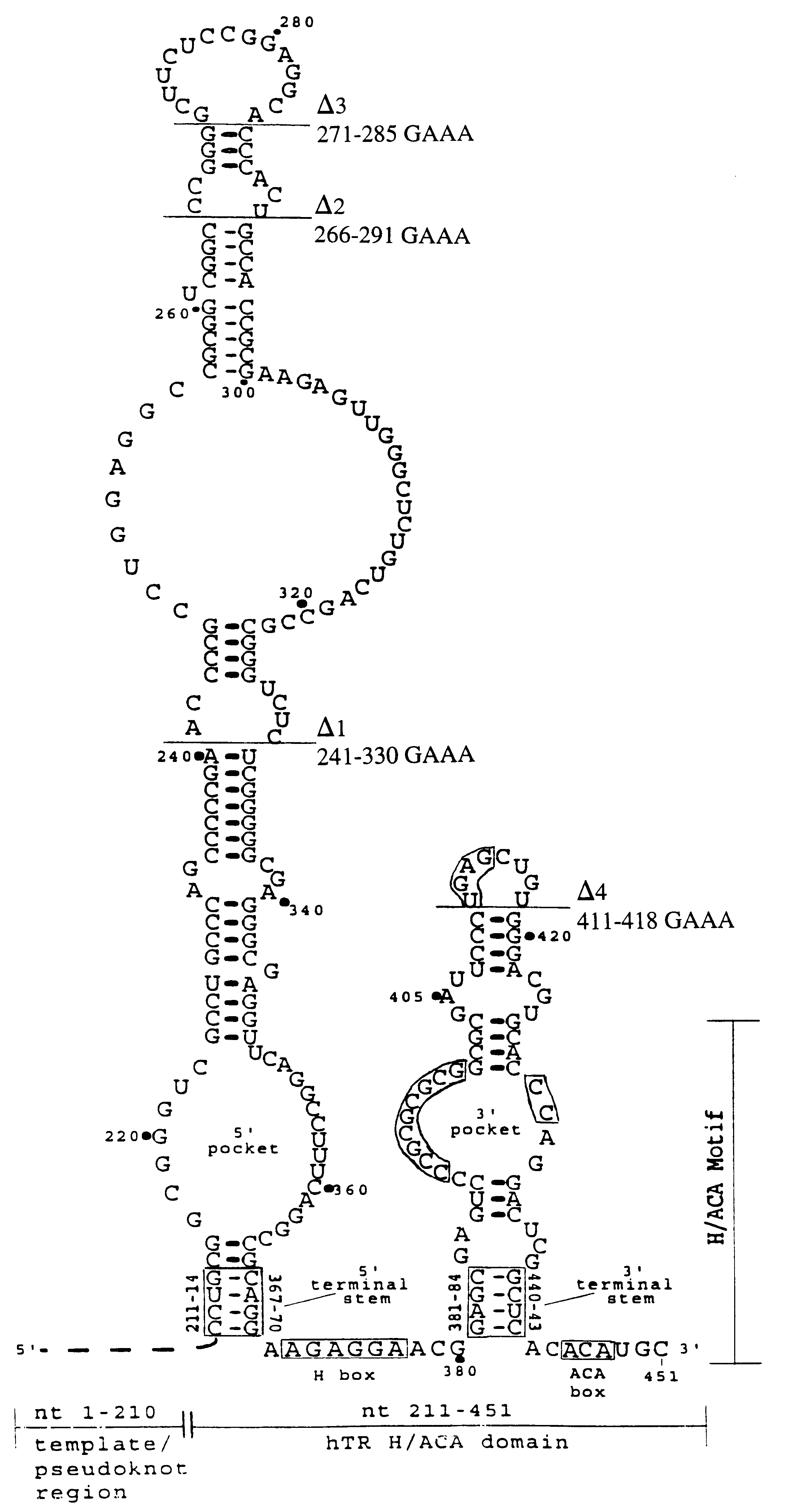 Human telomerase RNA elements