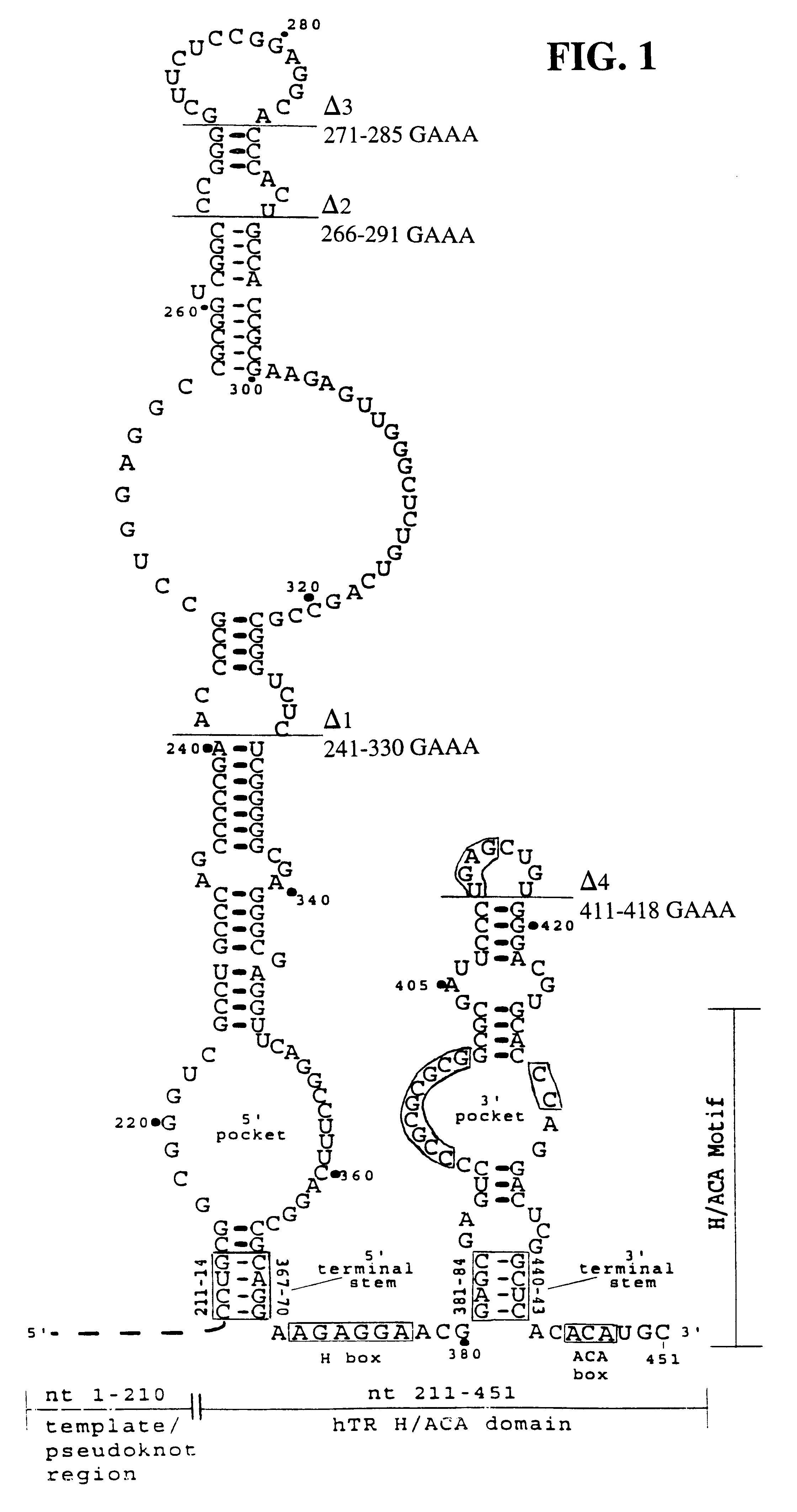 Human telomerase RNA elements