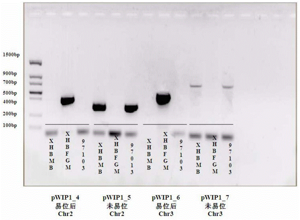 Watermelon female lines gene C1WIP1 and chromosome translocation and linkage marker