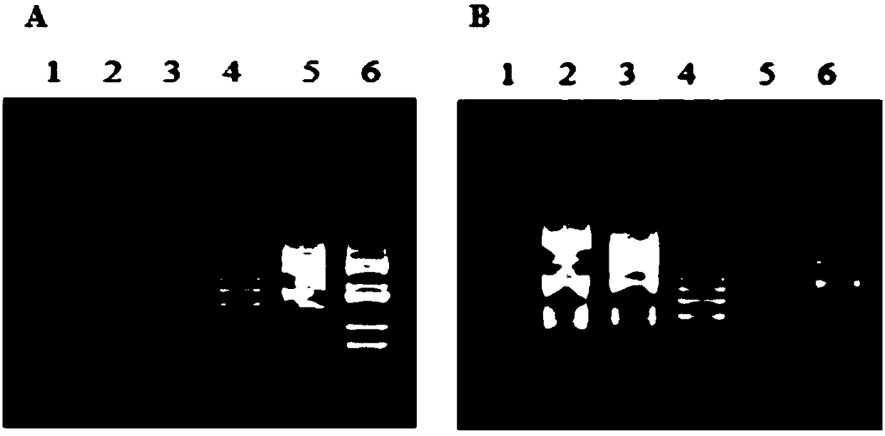 Typing detection method for applying loop-mediated isothermal nucleic acid amplification technology to alveolar echinococcus/echinococcus granulosus and detection kit