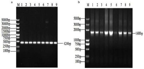 Recombinant pichia pastoris strain for regulating and controlling transglutaminase expression of zea mays through TEF1 promoter and construction method