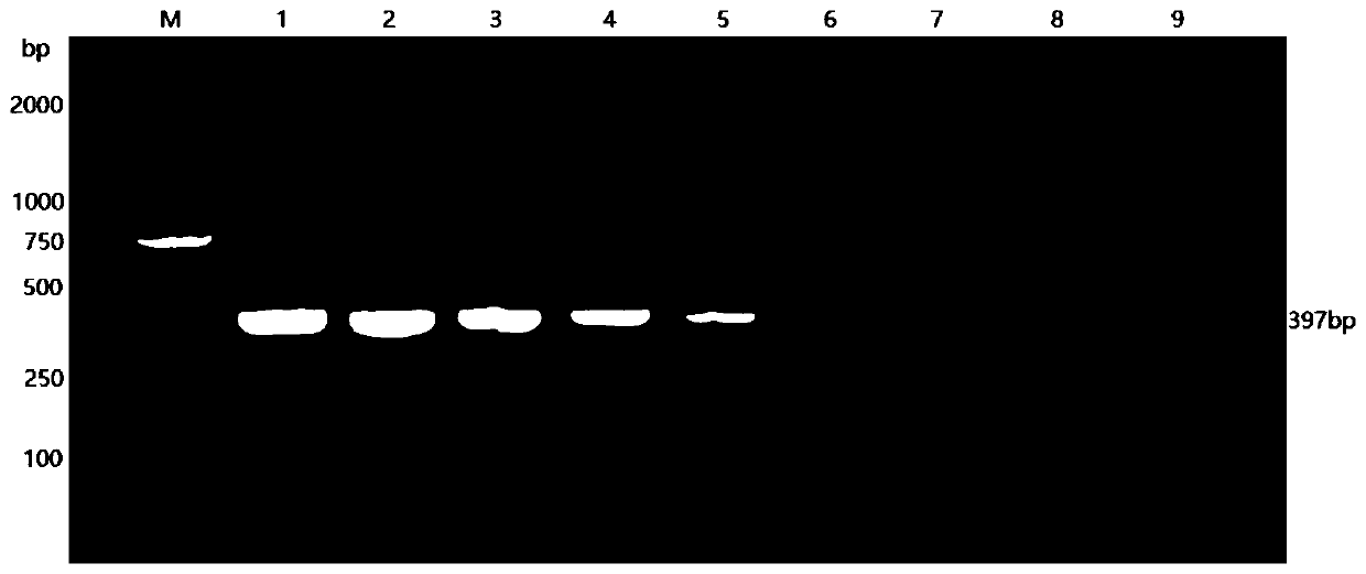 Fish pike fry rhabdovirus nested PCR detection primer group, kit and method and application
