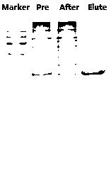 GSH affinity chromatography medium for purifying GST-Tag fusion protein and preparation method and application thereof