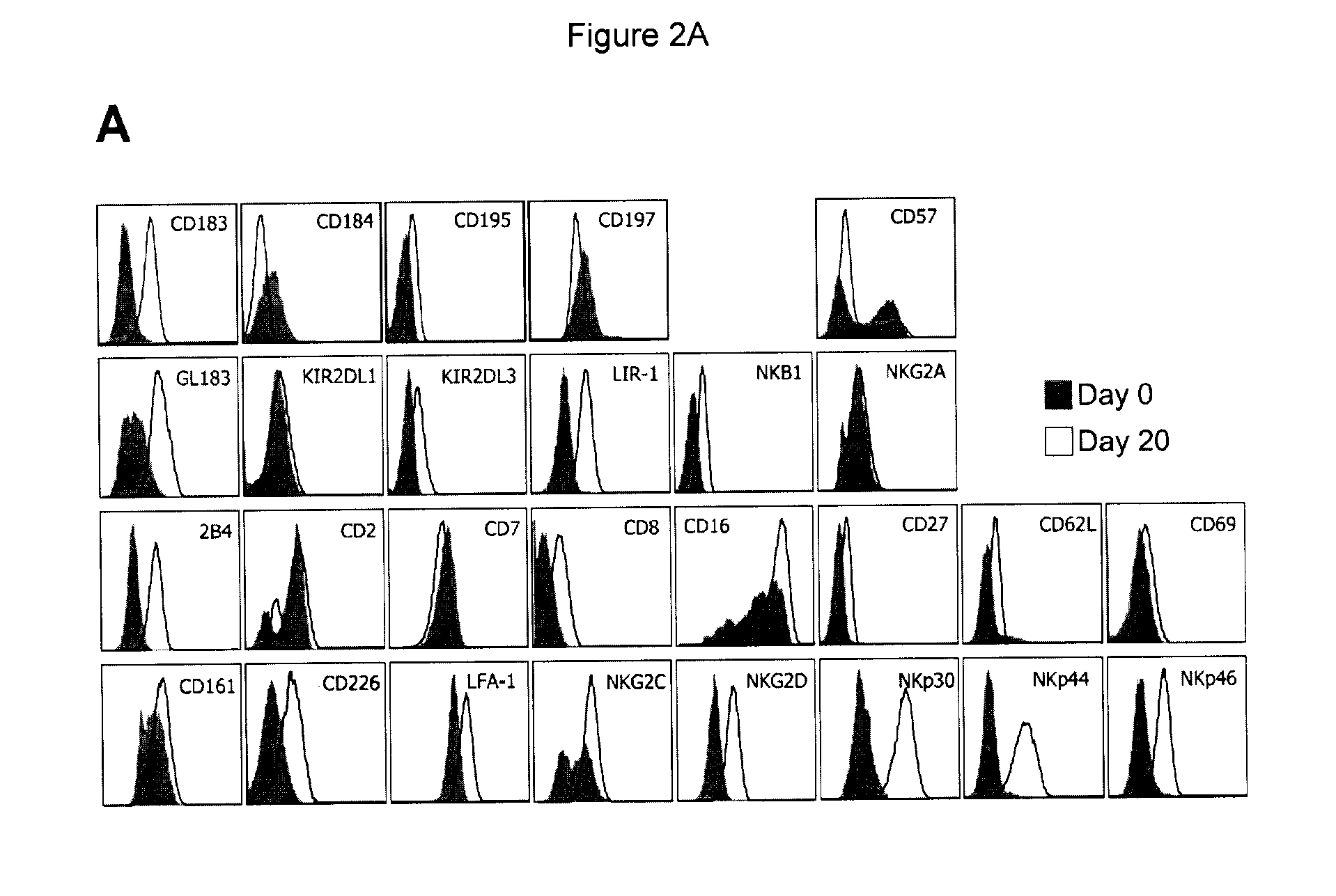 Expanded nk cells