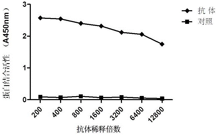 Mouse anti-human P53 monoclonal antibody and hybridoma cell strain capable of secreting monoclonal antibody