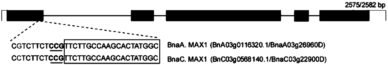 Method and application of knocking out BnMAX1 gene in Brassica napus by CRISPR-Cas9 system