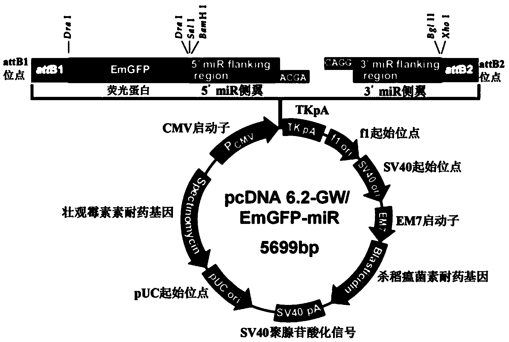 ALV-J (avian leukosis virus-J subgroup) pol geneconserved sequence based siRNA (small interfering ribonucleic acid) recombinant interference vector as well as preparation method and application thereof