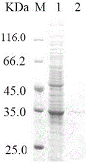 A kind of alkaline cellulase and its dna sequence and application