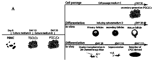 Preparation method, kit and application of hematogenous female autologous germline stem cells
