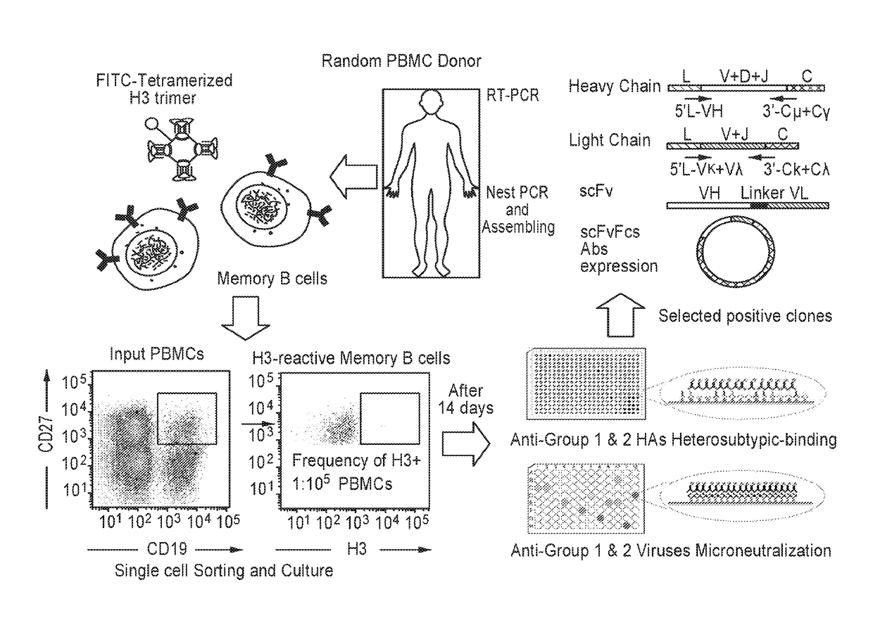 Humanized influenza monoclonal antibodies and methods of use thereof