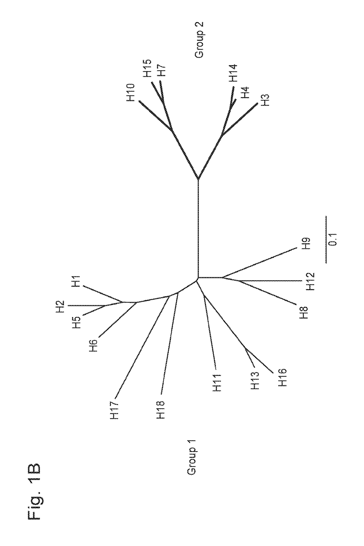 Humanized influenza monoclonal antibodies and methods of use thereof