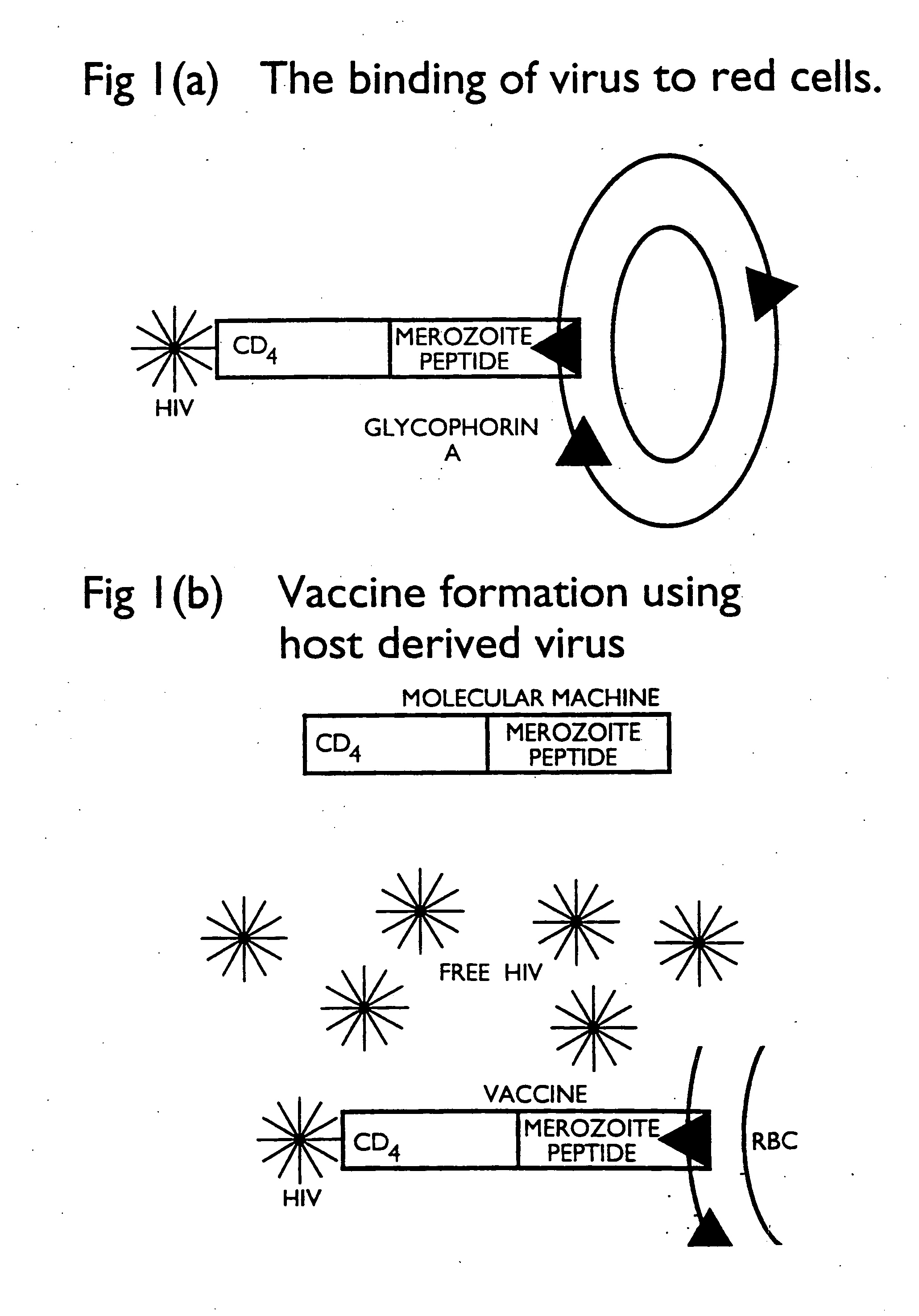Anti-viral fusion peptides