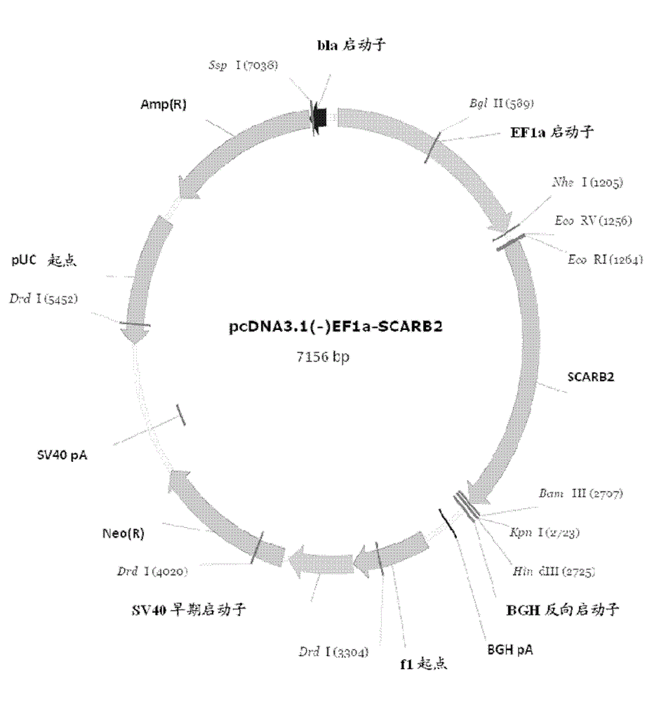 Production of hscarb2 Gene Transgenic Mice and Its Application as Animal Model of Enterovirus Infection