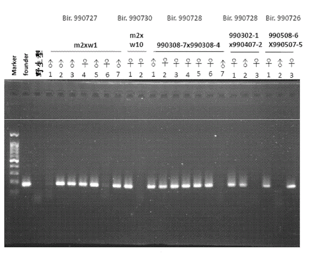 Production of hscarb2 Gene Transgenic Mice and Its Application as Animal Model of Enterovirus Infection