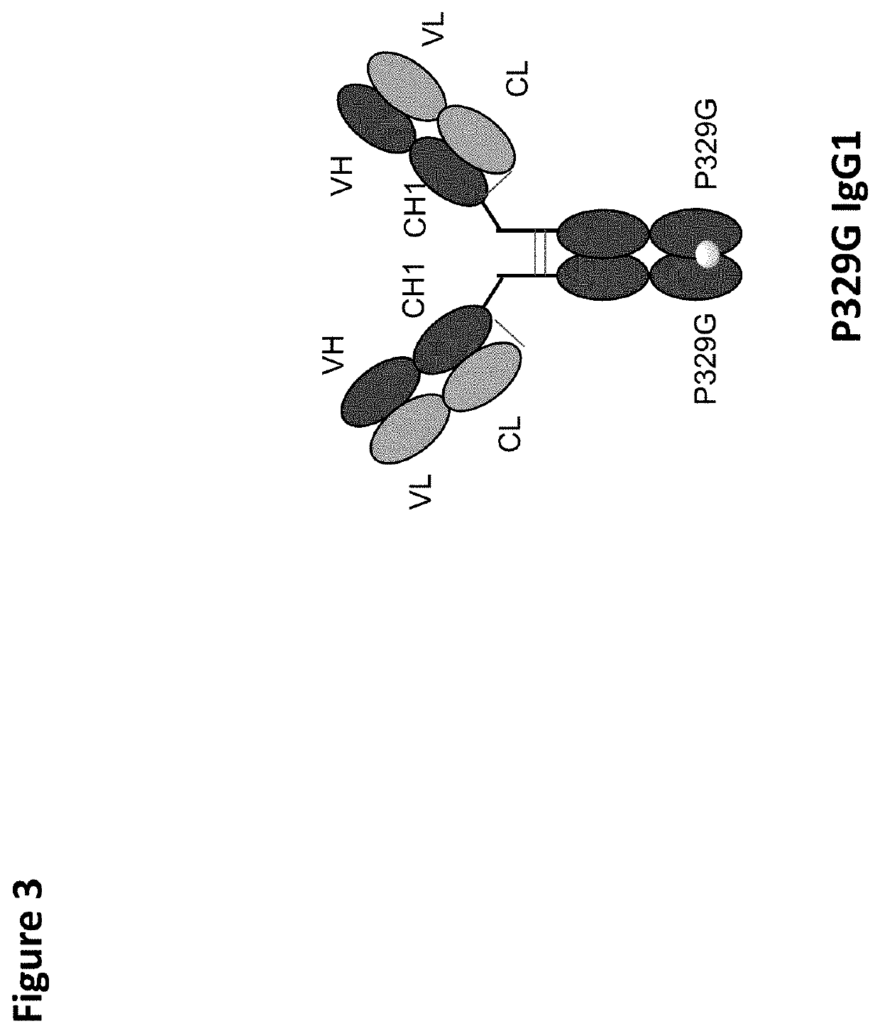 Universal reporter cell assay for specificity test of novel antigen binding moieties