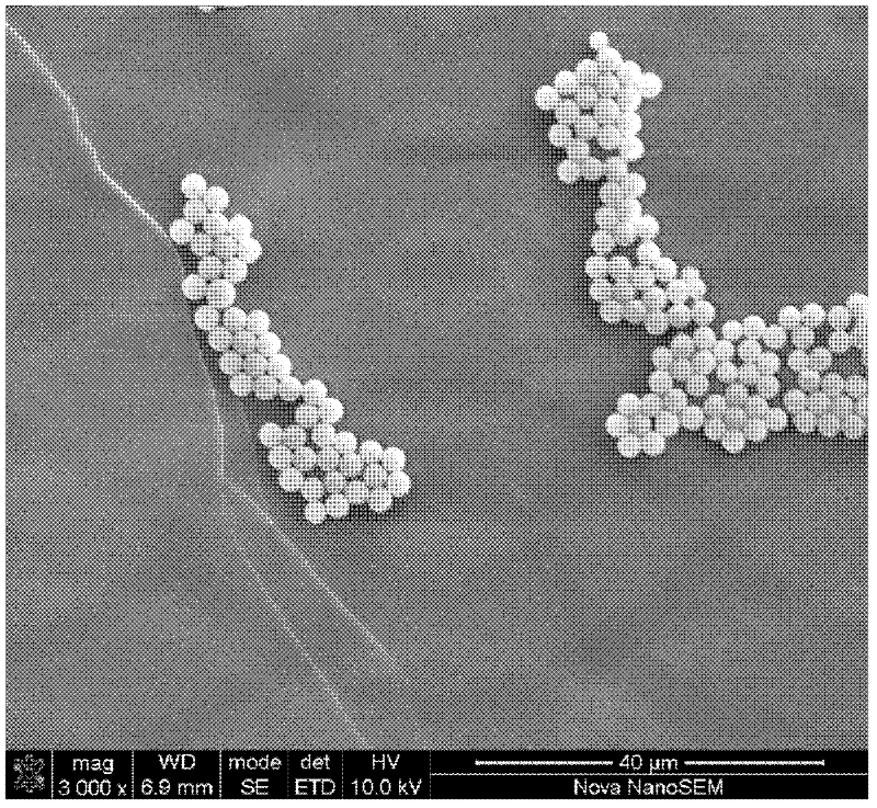 Preparation method of monodispersity micron-sized polysilicon microspheres