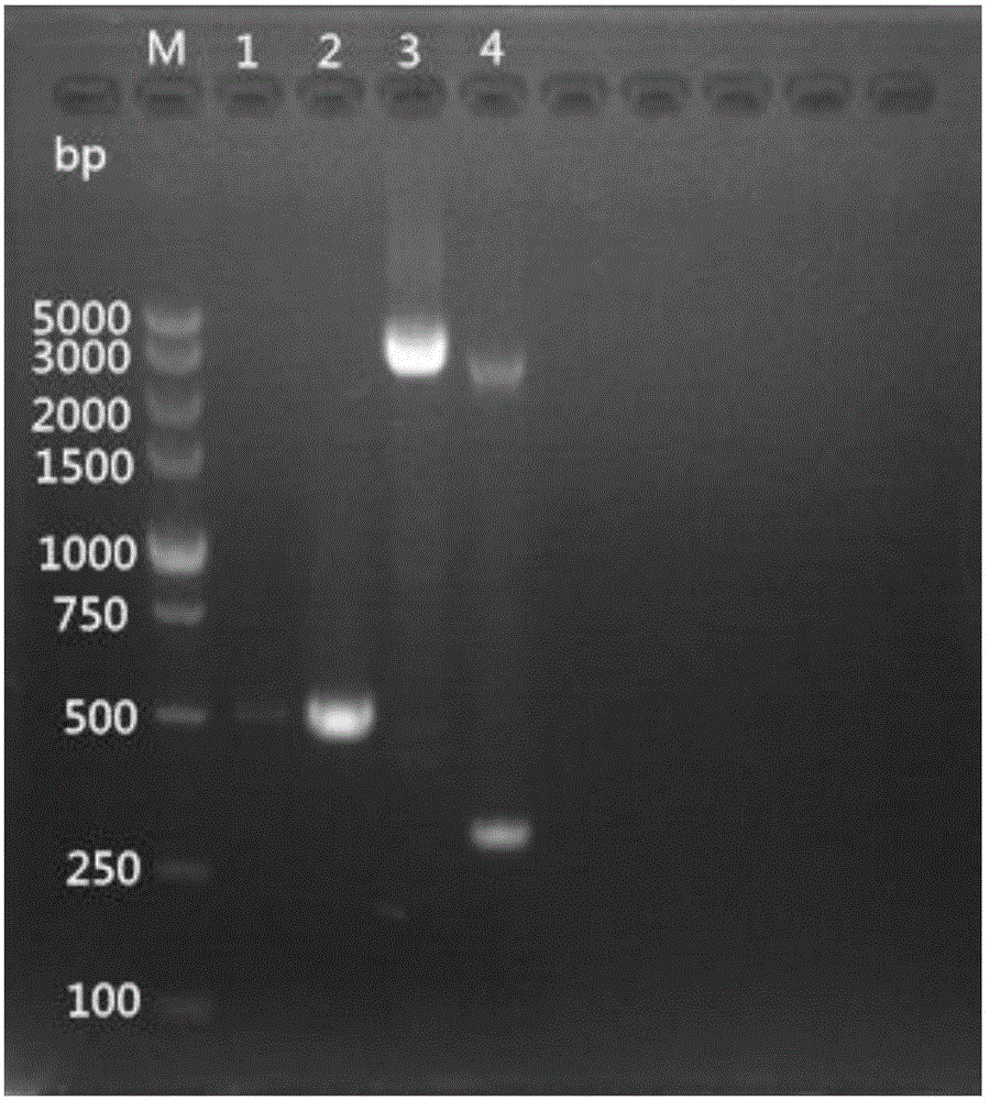 High-throughput mulberry pathogenic bacteria identification and species classification method and application thereof