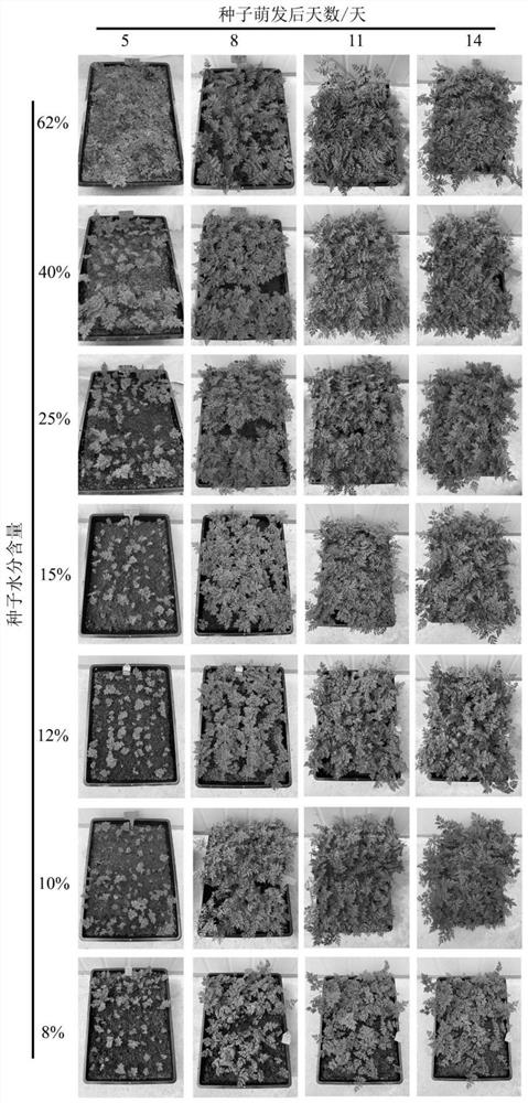 Preparation and storage method and application of dry szechuan lovage rhizome asexual propagation szechuan lovage rhizome seeds