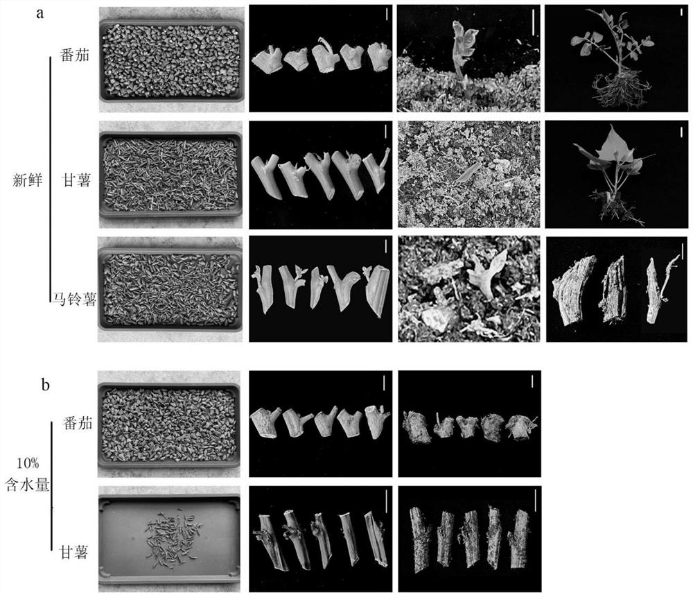 Preparation and storage method and application of dry szechuan lovage rhizome asexual propagation szechuan lovage rhizome seeds