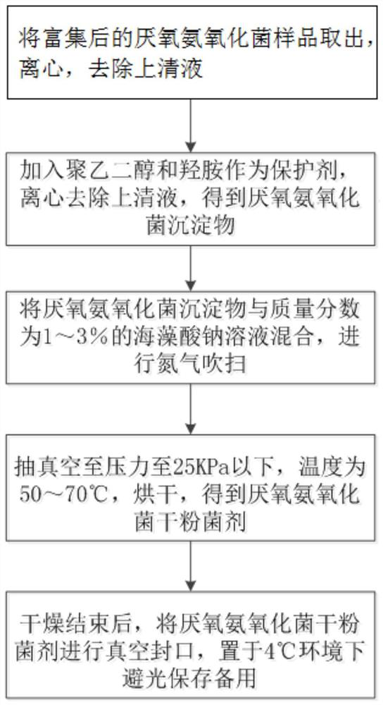 Preparation method of anaerobic ammonia oxidizing bacteria dry powder bacterial agent