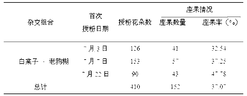 Artificial cross breeding method for callicarpa eucallicarpa plant