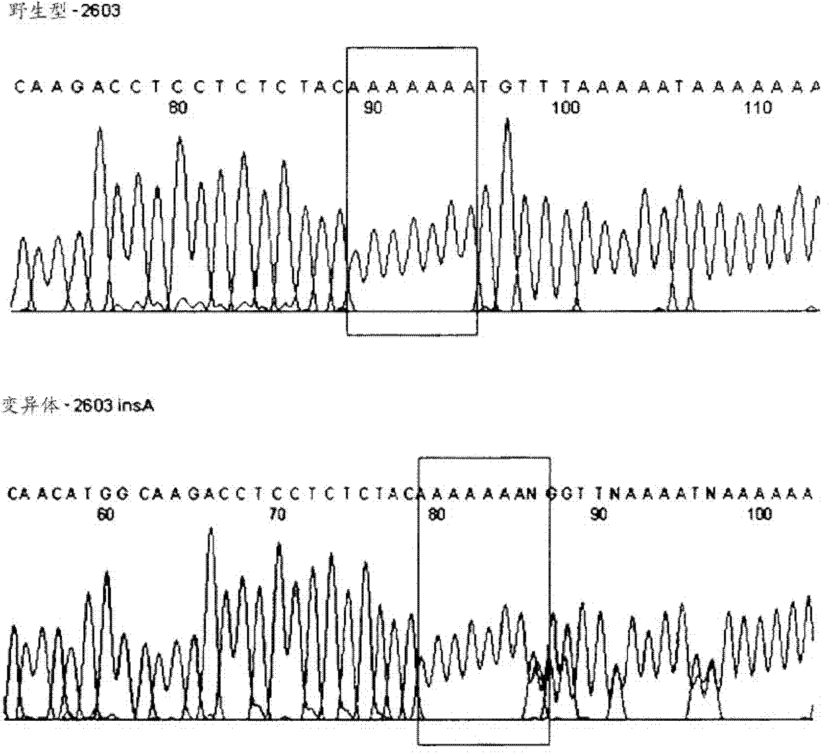 htsnp for determining the genotype of the ugt1a gene and its method for multiplex genotyping