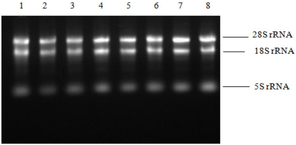 Tea tree miRNA fluorescent quantitative PCR reference gene under low temperature stress as well as screening method and application of reference gene