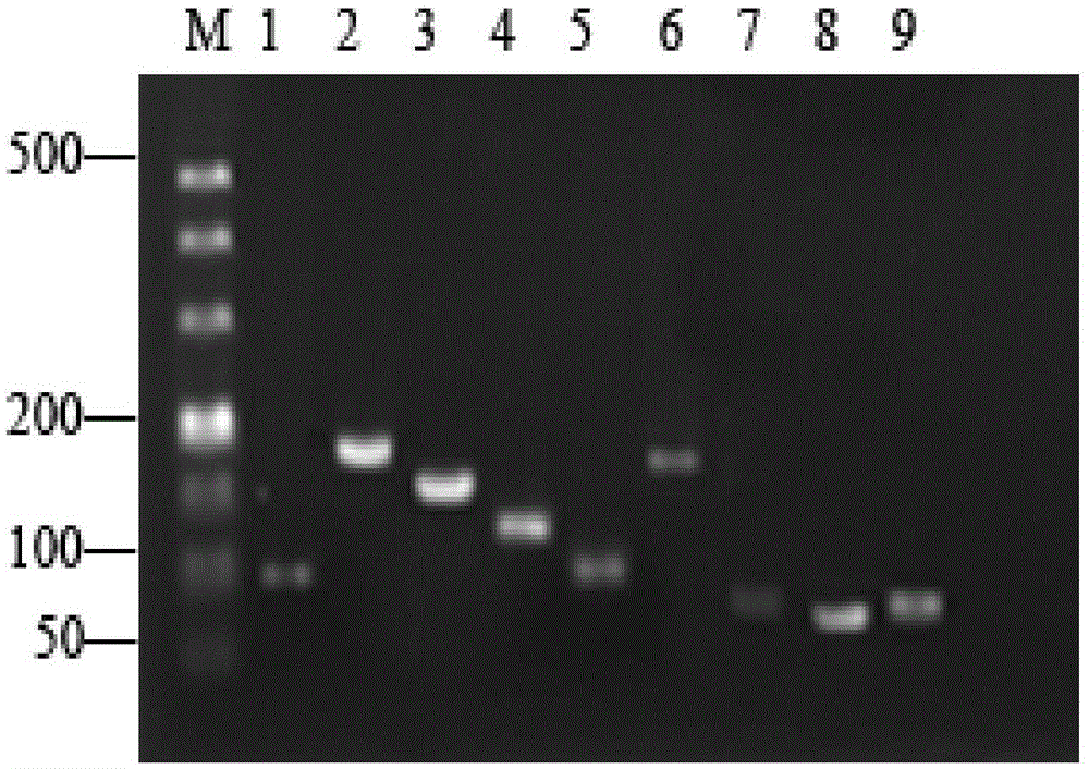 Tea tree miRNA fluorescent quantitative PCR reference gene under low temperature stress as well as screening method and application of reference gene