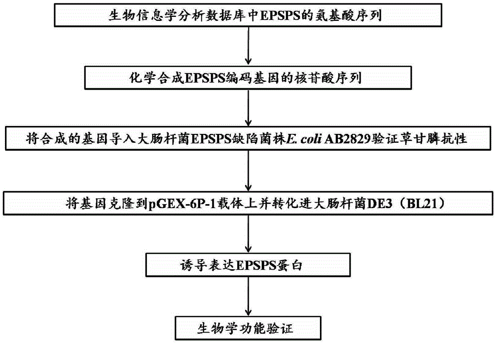 An isolated 5-enolpyruvateshikimate-3-phosphate synthase gene