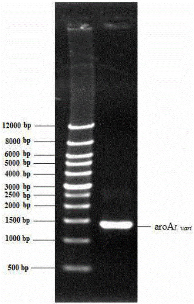 An isolated 5-enolpyruvateshikimate-3-phosphate synthase gene