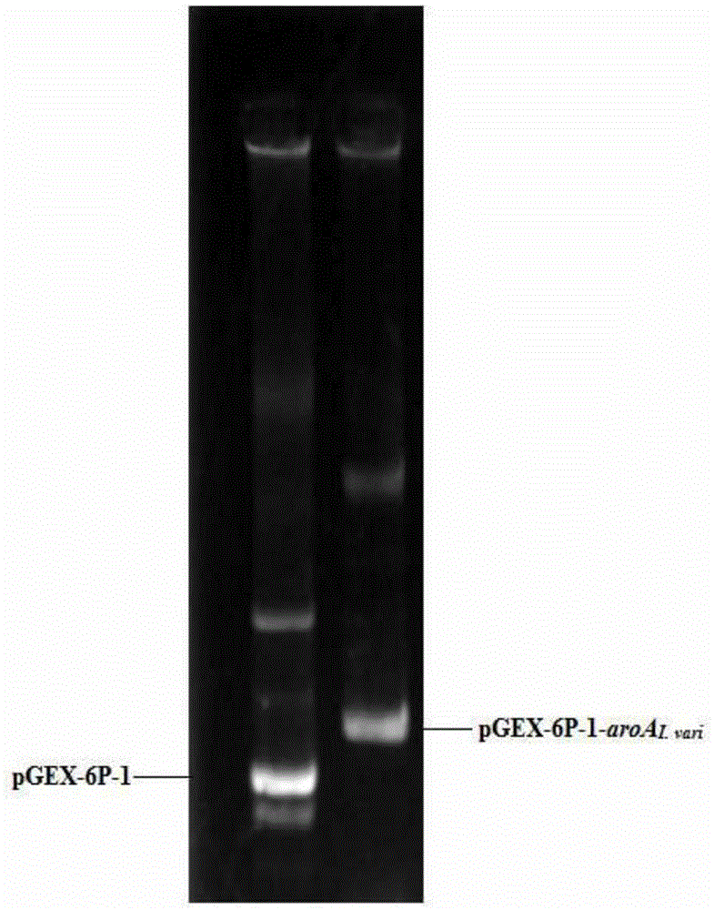 An isolated 5-enolpyruvateshikimate-3-phosphate synthase gene