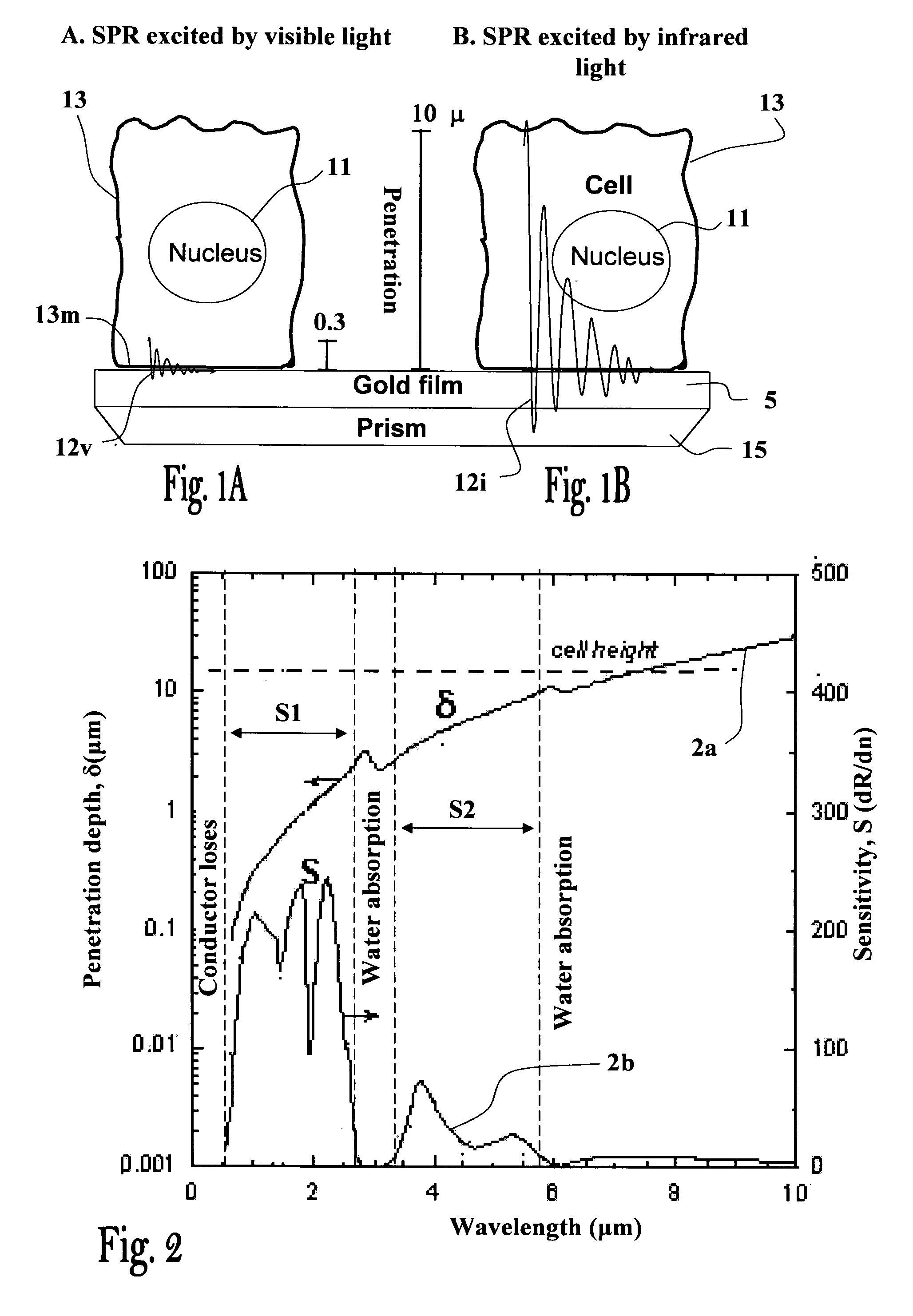 Method and apparatus for monitoring processes in living cells