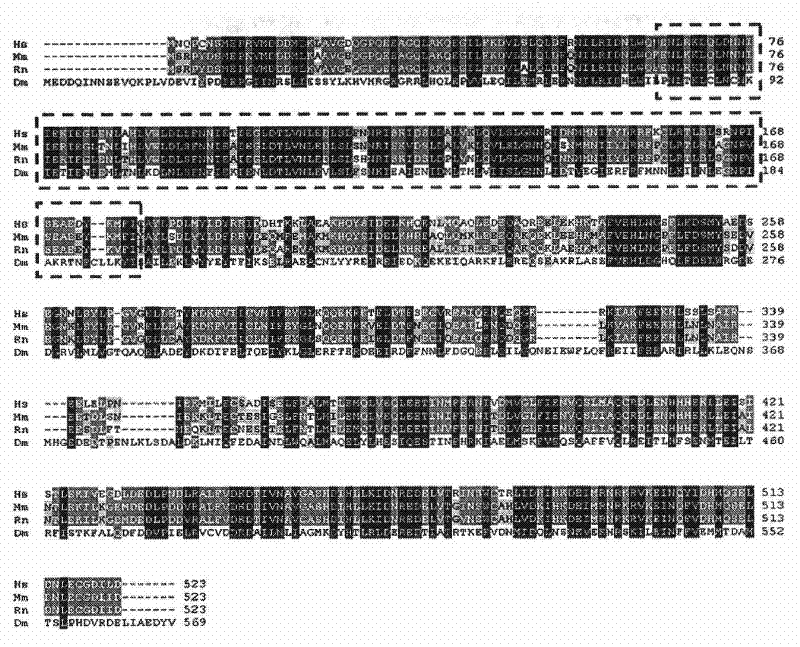 Use of CENP-E binding protein and its coding gene in preparing medicine for suppressing tumor proliferation