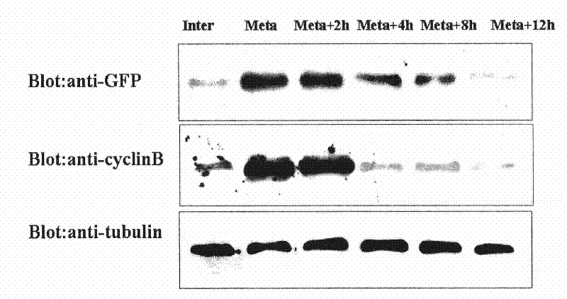 Use of CENP-E binding protein and its coding gene in preparing medicine for suppressing tumor proliferation