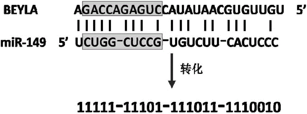 Sequence characteristic analysis method for forecasting miRNA target gene