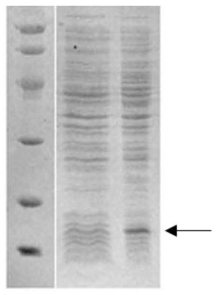 HIV-2 recombinant antigen and its preparation method and application