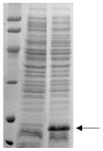 HIV-2 recombinant antigen and its preparation method and application