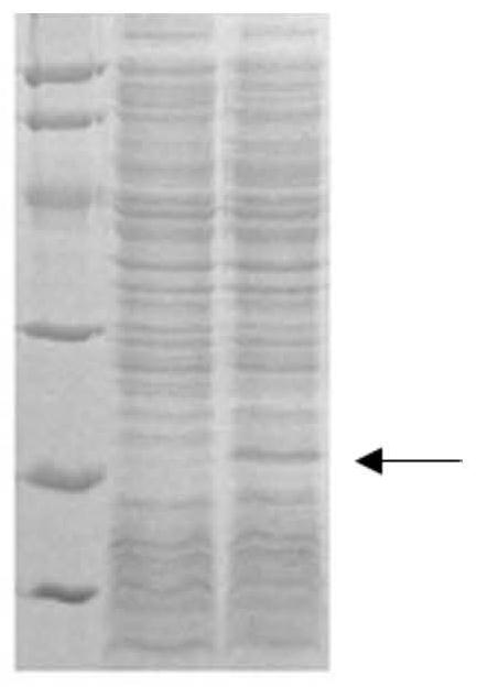 HIV-2 recombinant antigen and its preparation method and application