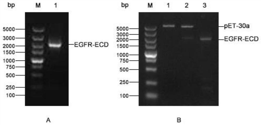 Polypeptide targeting egfr to inhibit egf to promote tumor cell proliferation