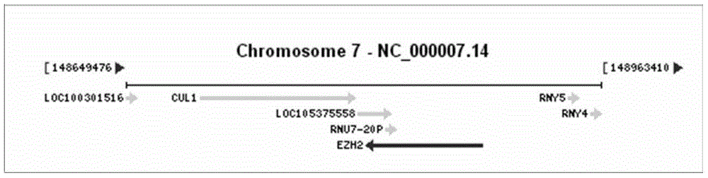 Primer and method for detecting EZH2 genes