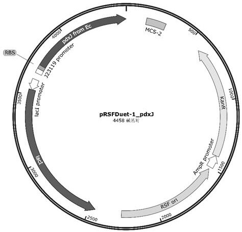 Pyridoxine phosphate synthase pdxj mutant and its application in the preparation of vitamin b6