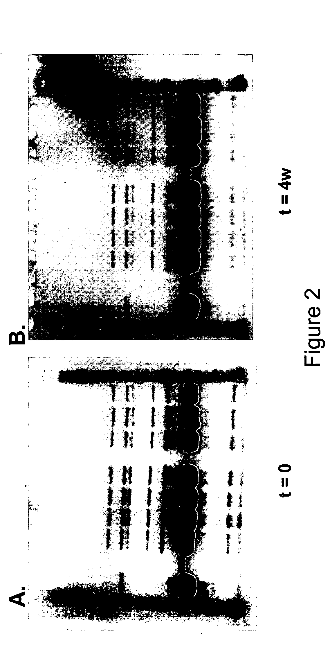 Formulations of human growth hormone comprising a non-naturally encoded amino acid