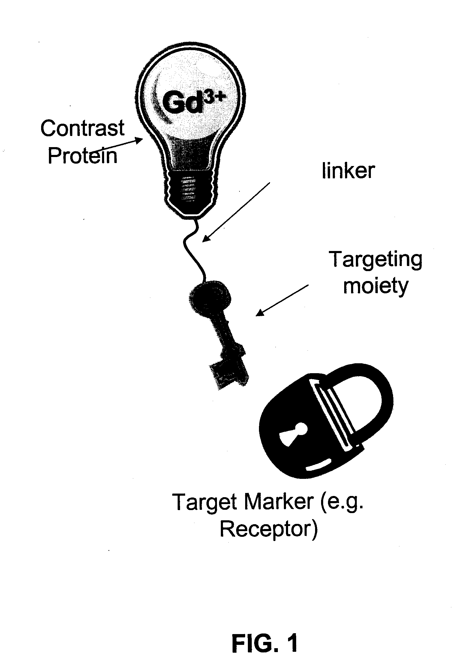Targeted contrast agents and methods for targeting contrast agents