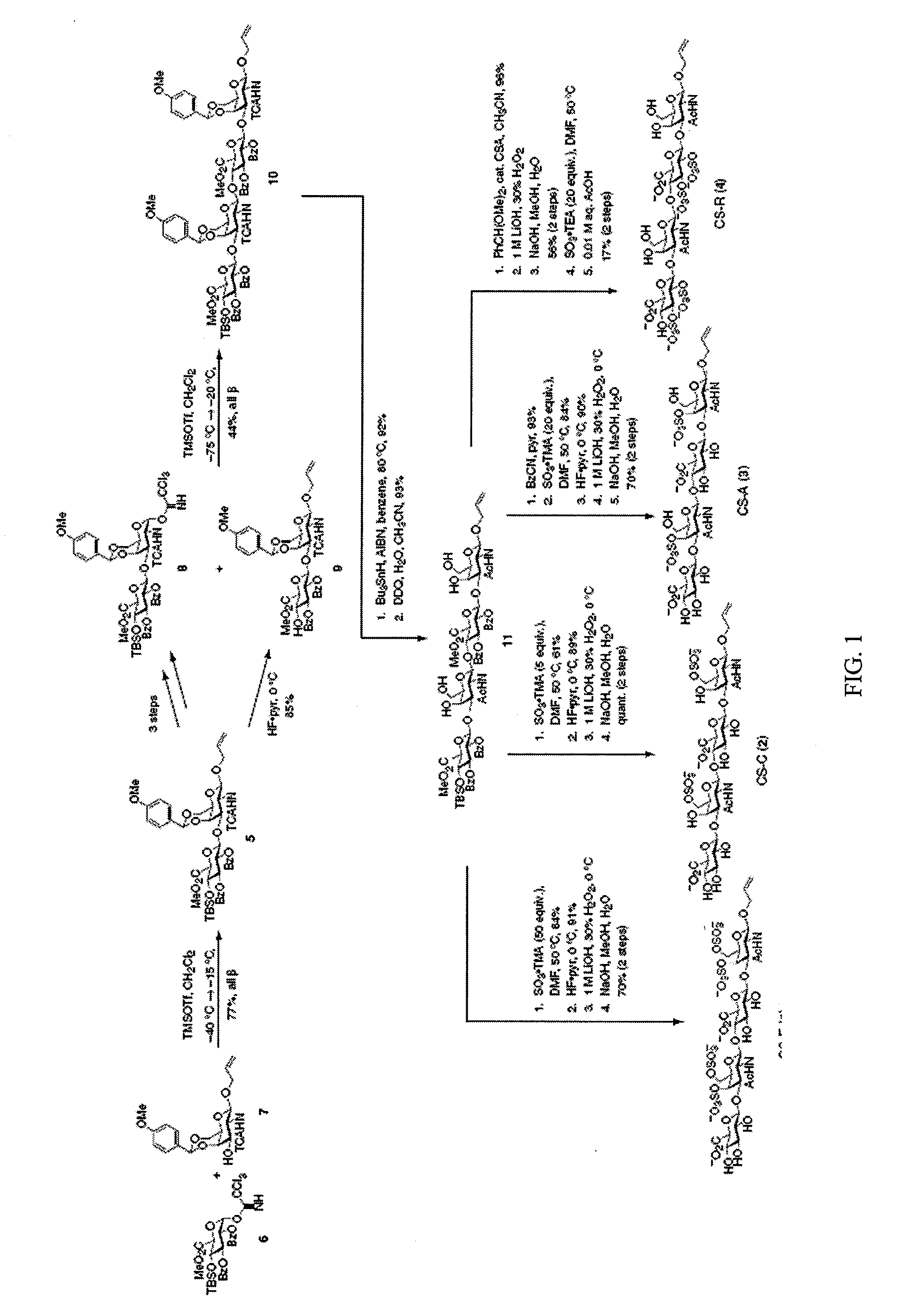 Chondroitin sulfate binding proteins and modulators thereof